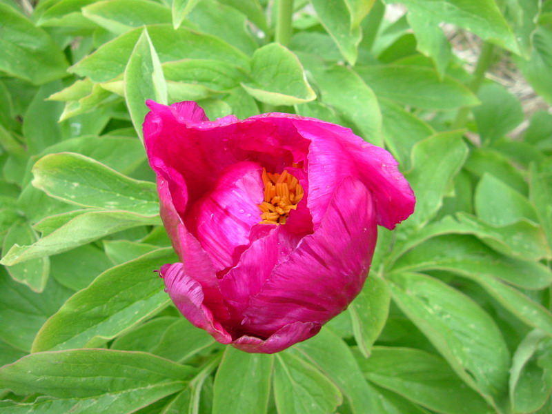 Paeonia officinalis